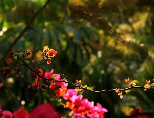 201703291755585558.jpg 201703291755585558.jpg